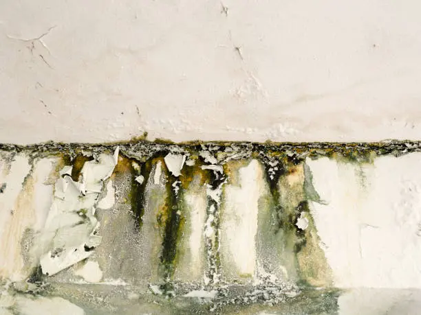 How Mold Growth Becomes a Biohazard After Water Damage Mesa, AZ How Mold Growth Becomes a Biohazard After Water Damage Mesa, AZ