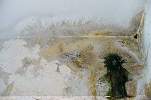 How Mold Growth Becomes a Biohazard After Water Damage in Mesa, AZ How Mold Growth Becomes a Biohazard After Water Damage in Mesa, AZ