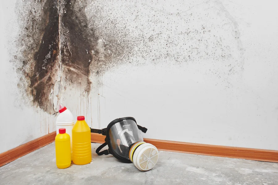 The Importance Of Timely Mold Remediation Services Mesa, AZ